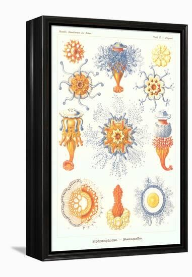 Varieties of Siphonophore-null-Framed Stretched Canvas