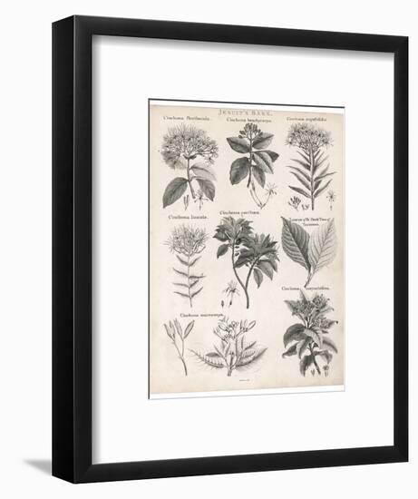 Varieties of the Cinchona Species-Barlow-Framed Photographic Print