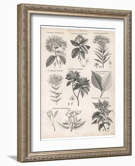 Varieties of the Cinchona Species-Barlow-Framed Photographic Print