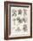 Varieties of the Cinchona Species-Barlow-Framed Photographic Print