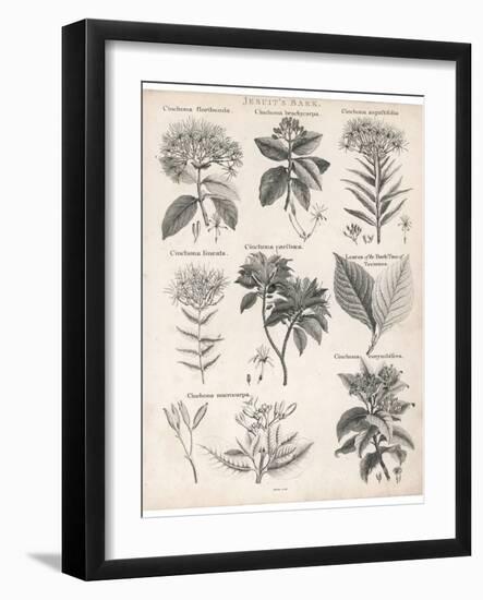 Varieties of the Cinchona Species-Barlow-Framed Photographic Print