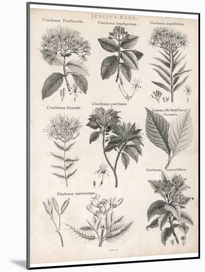 Varieties of the Cinchona Species-Barlow-Mounted Photographic Print