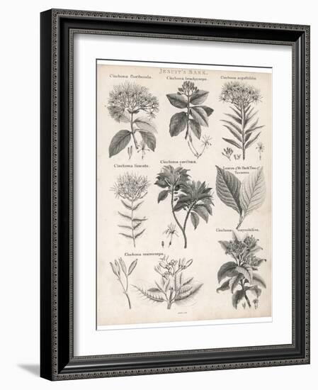 Varieties of the Cinchona Species-Barlow-Framed Photographic Print