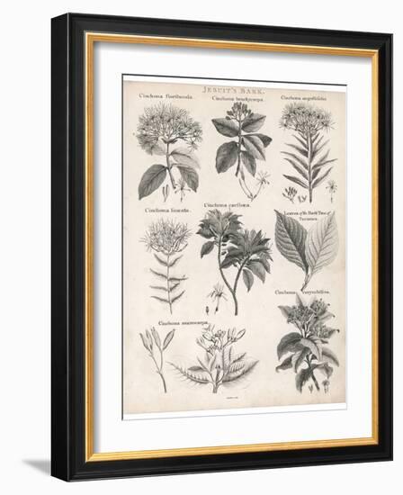 Varieties of the Cinchona Species-Barlow-Framed Photographic Print