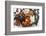 Variety of 12 Assorted Nuts and Dried Fruits-alenkasm-Framed Photographic Print