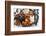 Variety of 12 Assorted Nuts and Dried Fruits-alenkasm-Framed Photographic Print