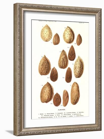 Variety of Almonds-null-Framed Art Print