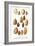 Variety of Almonds-null-Framed Art Print