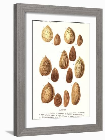 Variety of Almonds-null-Framed Art Print