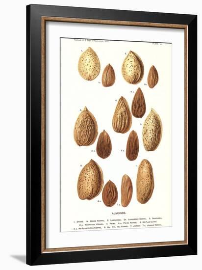 Variety of Almonds-null-Framed Art Print