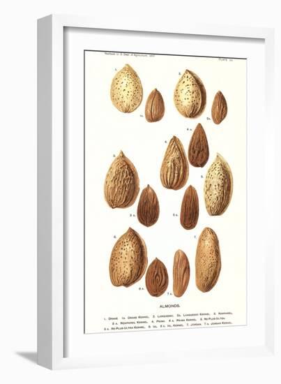 Variety of Almonds-null-Framed Art Print