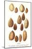 Variety of Almonds-null-Mounted Art Print