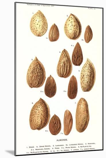 Variety of Almonds-null-Mounted Art Print