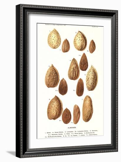 Variety of Almonds-null-Framed Art Print