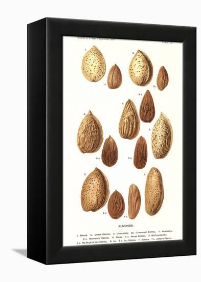 Variety of Almonds-null-Framed Stretched Canvas