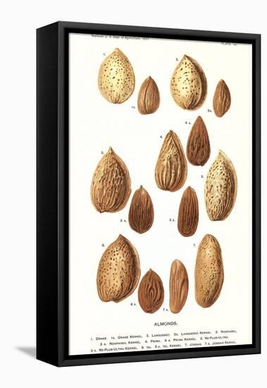 Variety of Almonds-null-Framed Stretched Canvas