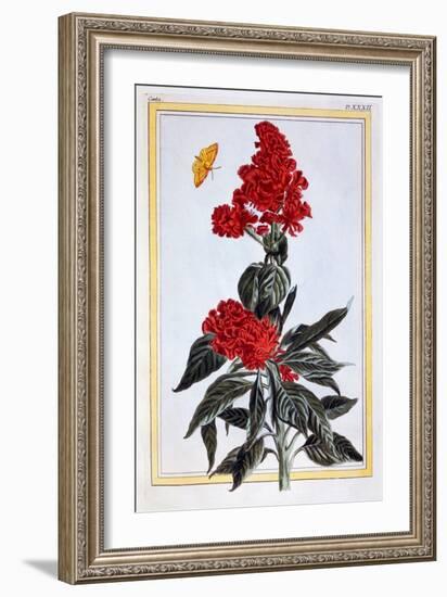 Variety of Amaranthus, C.1766-Pierre-Joseph Buchoz-Framed Giclee Print