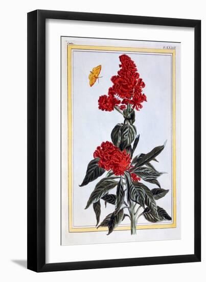 Variety of Amaranthus, C.1766-Pierre-Joseph Buchoz-Framed Giclee Print