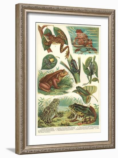 Variety of Amphibians-null-Framed Art Print