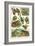 Variety of Amphibians-null-Framed Art Print