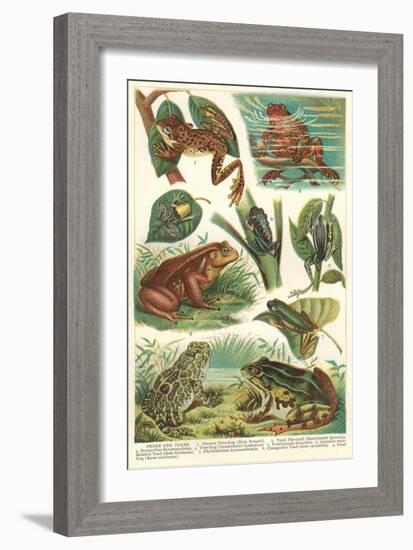 Variety of Amphibians-null-Framed Art Print