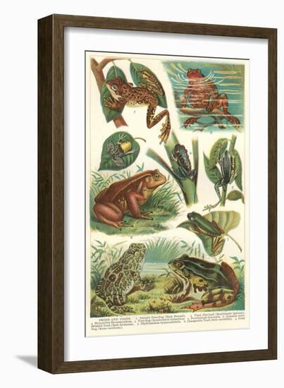 Variety of Amphibians-null-Framed Art Print