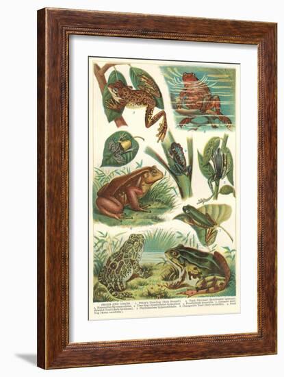 Variety of Amphibians-null-Framed Art Print