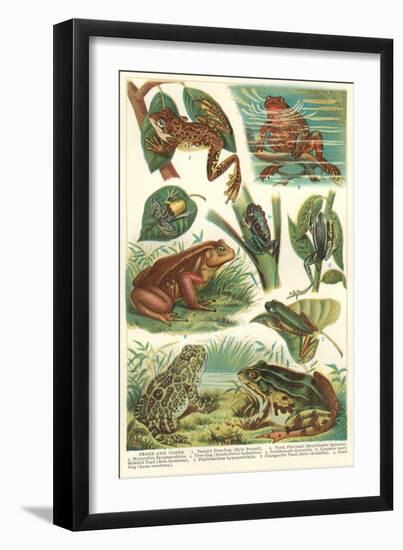 Variety of Amphibians-null-Framed Art Print