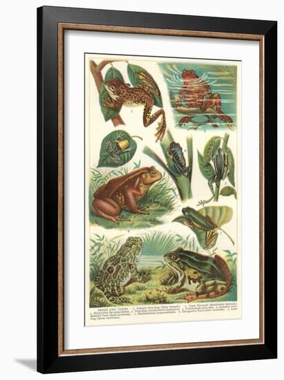 Variety of Amphibians-null-Framed Art Print