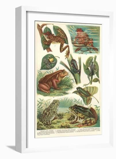 Variety of Amphibians-null-Framed Art Print