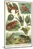 Variety of Amphibians-null-Mounted Art Print