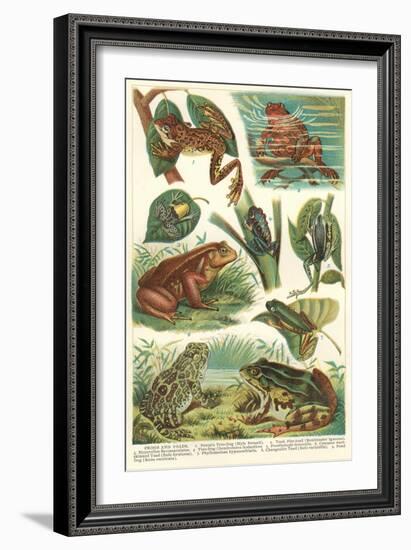 Variety of Amphibians-null-Framed Art Print