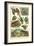 Variety of Amphibians-null-Framed Art Print