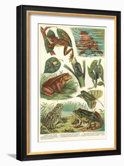 Variety of Amphibians-null-Framed Art Print