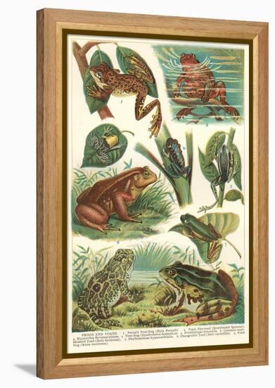 Variety of Amphibians-null-Framed Stretched Canvas