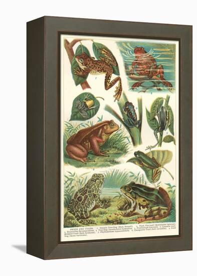 Variety of Amphibians-null-Framed Stretched Canvas