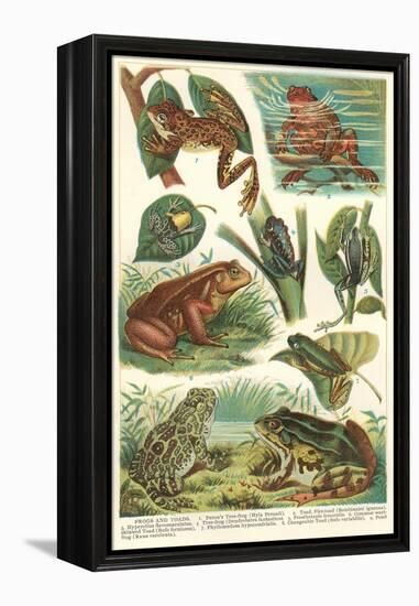 Variety of Amphibians-null-Framed Stretched Canvas