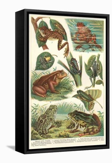 Variety of Amphibians-null-Framed Stretched Canvas