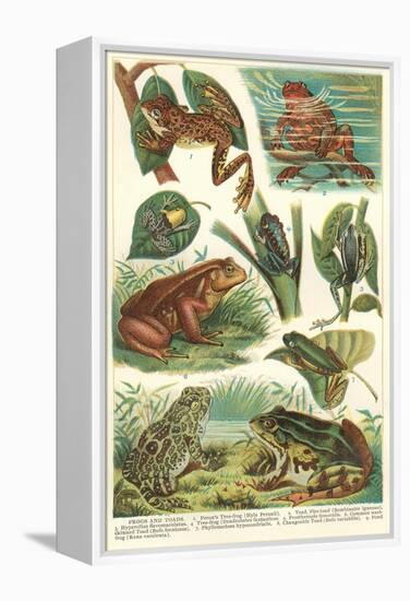 Variety of Amphibians-null-Framed Stretched Canvas