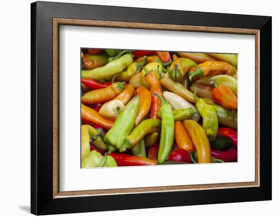 Variety of peppers.-Tom Haseltine-Framed Photographic Print