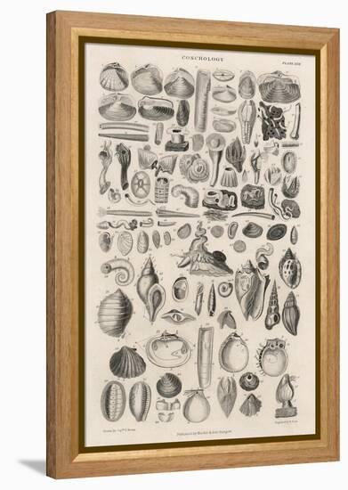 Variety of Sea Shells-null-Framed Stretched Canvas