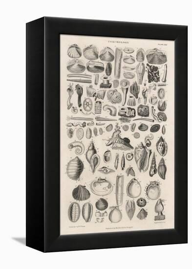 Variety of Sea Shells-null-Framed Stretched Canvas