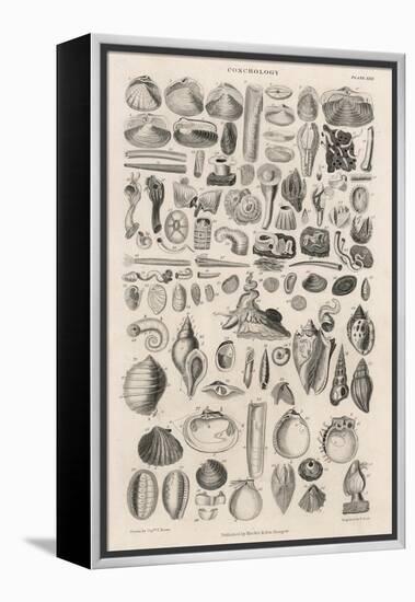Variety of Sea Shells-null-Framed Stretched Canvas