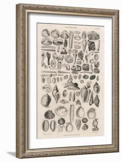 Variety of Sea Shells-null-Framed Art Print