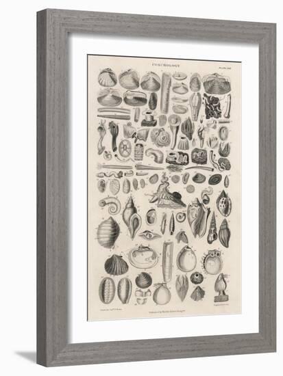 Variety of Sea Shells-null-Framed Art Print