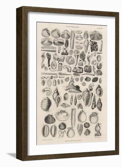 Variety of Sea Shells-null-Framed Art Print