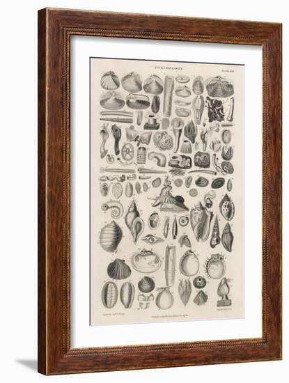 Variety of Sea Shells-null-Framed Art Print