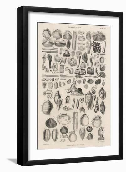 Variety of Sea Shells-null-Framed Art Print