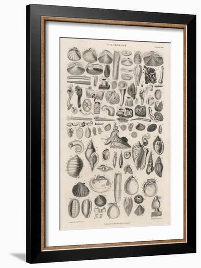 Variety of Sea Shells-null-Framed Art Print