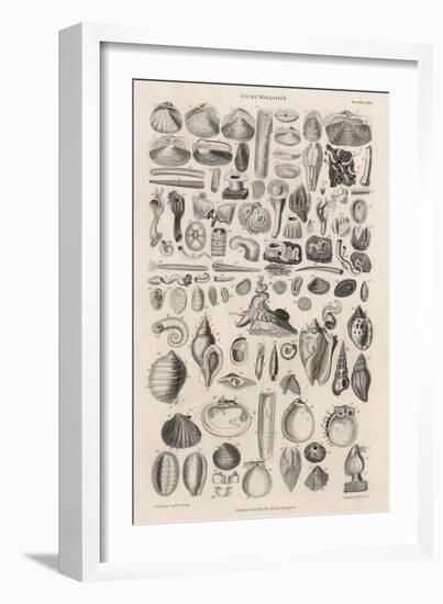 Variety of Sea Shells-null-Framed Art Print